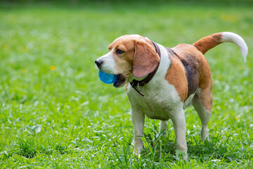 Naklejka na ściany i meble A beagle with a ball in his mouth