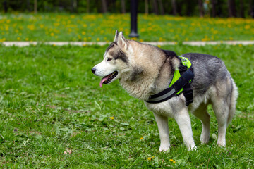 A dog in a husky breed harness stands against the background of green grass in the park.