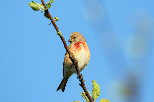 The common redpoll or mealy redpoll (Acanthis flammea) is a species of bird in the finch family. 
