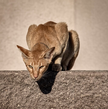 The oriental shorthair domestic red cat is sitting on the fence and watching passers-by.