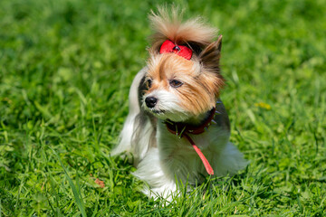 A small Yorkshire terrier dog with a red bow walks on the green grass..
