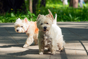 Two dogs of the West Highland breed-White Terrier or Westie.