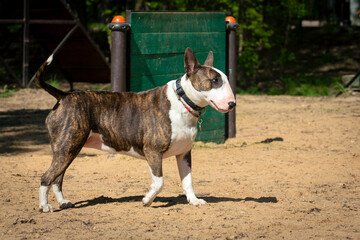 The bull terrier is standing on the dog playground - obrazy, fototapety, plakaty