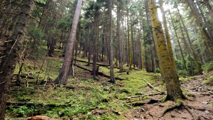 wild woods green foliage - plants, greenery and shrubs - photo of nature