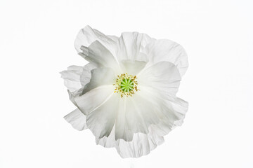 白いポピーの花のクローズアップ写真
