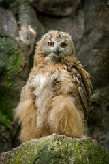 great horned owl hubo bubo