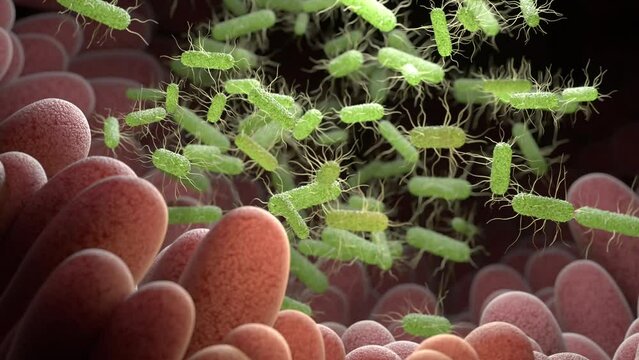3D render animation of Salmonella Bacteria, Germ infection , Epidemic bacterial disease