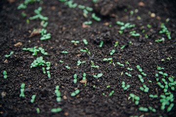 Seed shoots on the beds. Small plant sprouts. Micro-green. Healthy vegetables and herbs. Agriculture and horticulture.