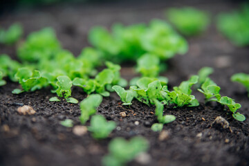 Seed shoots on the beds. Small plant sprouts. Micro-green. Healthy vegetables and herbs. Agriculture and horticulture.