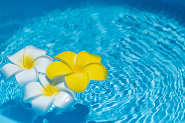 Fototapeta na wymiar 水に浮かぶプルメリアの花