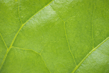 Green leaf of a chili plant. Close up background.