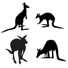 silhouette of kangaroos