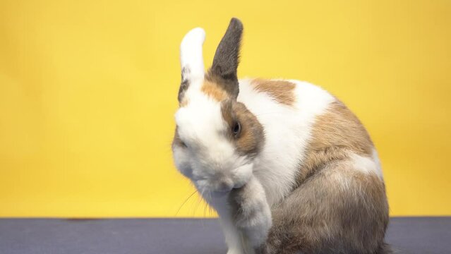 A cute white and brown rabbit cleans its paw, yellow background