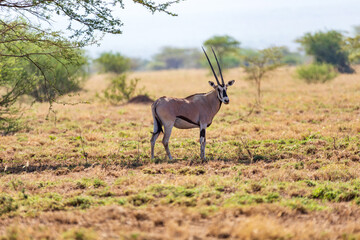 East African oryx, Awash, Ethiopia wildlife