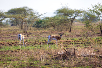 Fototapeta premium Soemmerring's gazelle, Nanger soemmerringii, Ethiopia wildlife animal