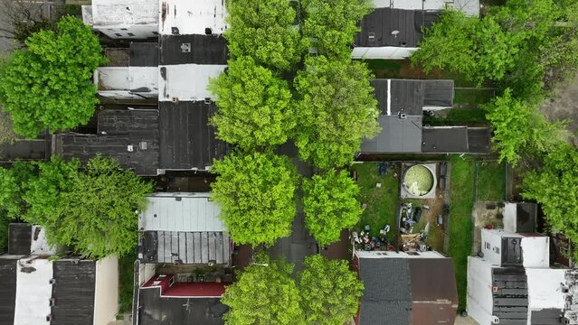 Large green trees lining urban street with houses. American city in spring. Top down aerial dolly forward.