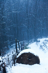 winter forest in the snow