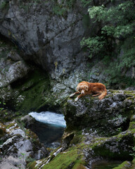 the dog lies on the rock. Nova Scotia duck tolling retriever in nature, on a waterfall. Beautiful pet on the background of the landscape