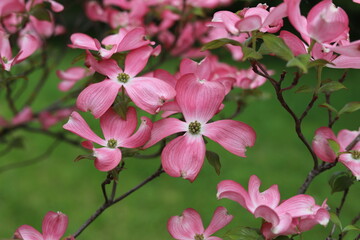 Cornus florida rubra tree with pink flowers.