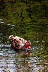 duck in the water