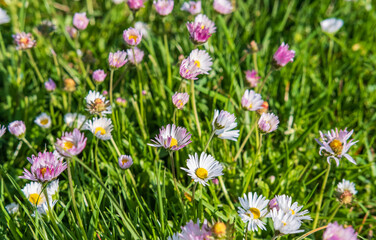 Obraz na płótnie Canvas Flowering of daisies. Daisies, Wild daisy flowers growing on meadow, white chamomiles on green grass background