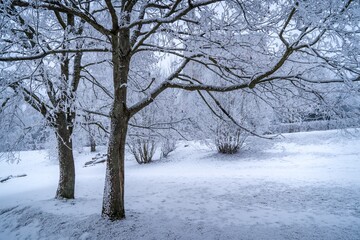tree in the landscape