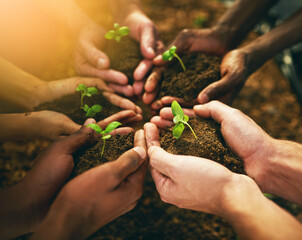 Plant, sustainability and soil with hands of people for teamwork, earth and environment....