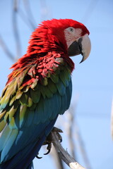 portrait of red-and-green macaw parrot (Ara chloropterus)