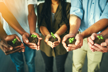 Plant, sustainability and earth with hands of business people for teamwork, support or environment....