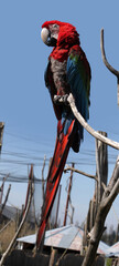 red-and-green macaw parrot (Ara chloropterus)