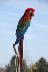 red-and-green macaw parrot (Ara chloropterus) showing its colorful feathers