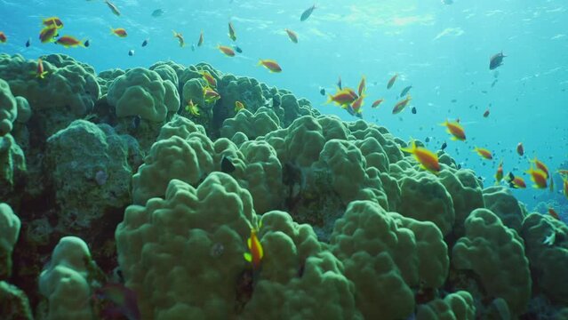 Close-up of hard corals colony Porites, tropical fish swim above top of coral reef in sun rays, Backlighting (Contre-jour), Slow motion, Camera moving forwards approaching coral