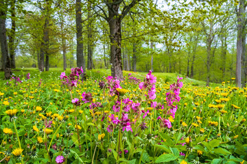 Fototapety na wymiar - Fototapeta24.pl