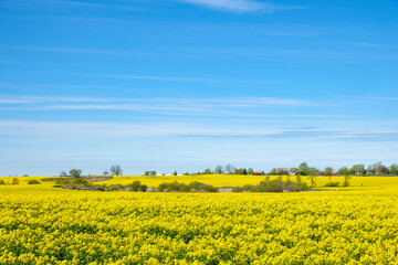 Beautiful flowering rapeseed field in summer