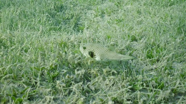 Broadbarred Toadfish or White-spotted puffer (Arothron hispidus) looking for food on seagrass bed among Round Leaf Sea Grass or Noodle seagrass (Syringodium isoetifolium) in sunrays, Slow motion