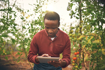 Black man, tablet and farmer check on tomato crops with agriculture and inspection with nature and...