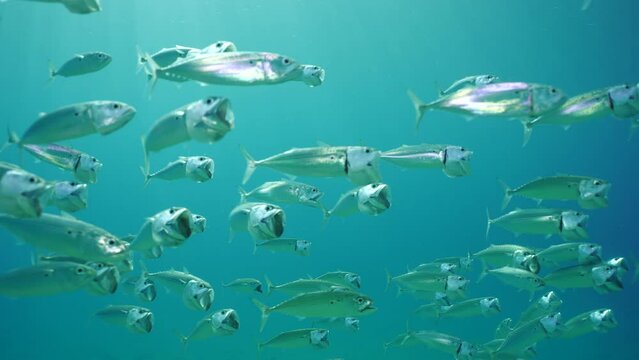 Striped mackerel or Indian mackerel (Rastrelliger kanagurta) shoal swimming with open mouths filtering for plankton in blue water in sunny day on sunbeams