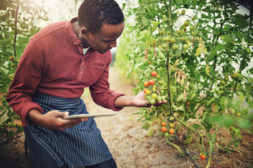 Black man, tablet and tomato farming, inspection with agriculture and farmer check crops with...