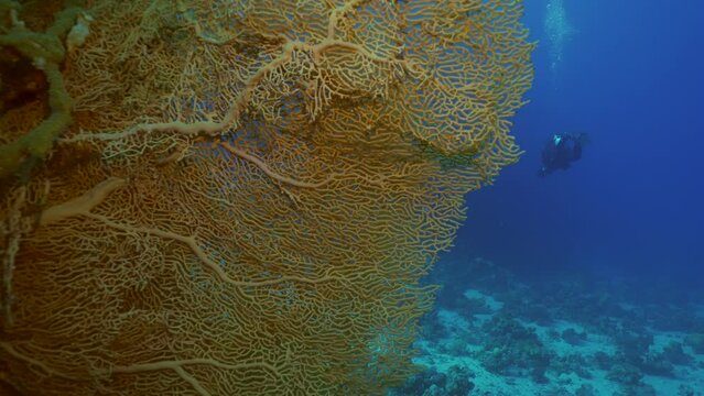 Close up of soft coral Giant Gorgonian or Sea fan (Subergorgia mollis) in a coral garden at sea depth