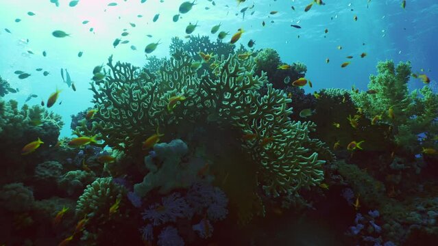 Close-up of beautiful tropical coral reef in coral garden in blue deep sea colorful fish swims around reefs, Backlighting (Contre-jour) Slow motion forward