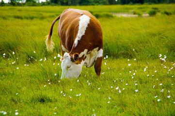 Eine Kuh grast auf der Blumenwiese 