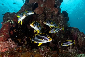 Papier Peint photo Naufrage A school of Sweetlips swims living beside the famous Liberty ship wreck. Underwater world of Tulamben, Bali, Indonesia.