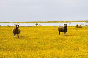 braune Schafe in einer Moorlandschaft 