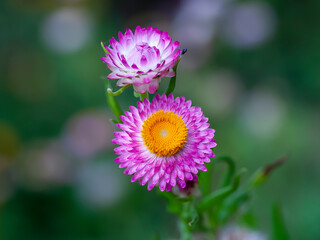 Many colorful Straw flowers are planted lined up beautifully.