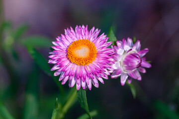 Obraz premium Many colorful Straw flowers are planted lined up beautifully.