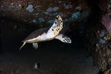 Hawksbill Turtle - Eretmochelys imbricata. Sea life of Tulamben, Bali, Indonesia.