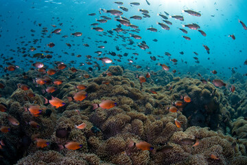 Fototapeta na wymiar A lot of fish living beside a huge field of sea anemones. Underwater world of Tulamben, Bali, Indonesia.
