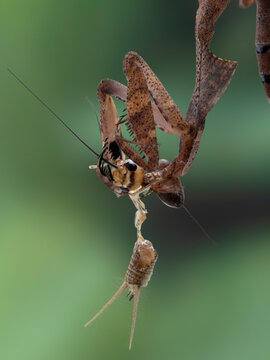 P3041337 close-up of dead leaf mantis, Deroplatys desiccata, upside-down eating a house cricket, cECP 2023