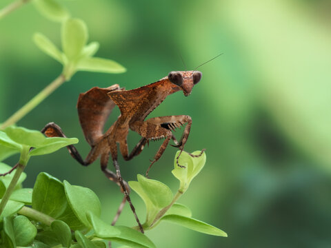 P3021308 juvenile female dead leaf mantis, Deroplatys desiccata, crawling on plant cECP 2023