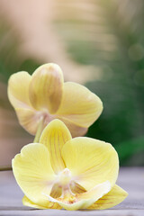 Fototapeta na wymiar Yellow orchid flowers on wooden background. Vertical. Floral background, congratulations on birthday, international women's and mother's day, spa in tropical country